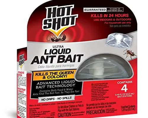 Hot Shot Ant