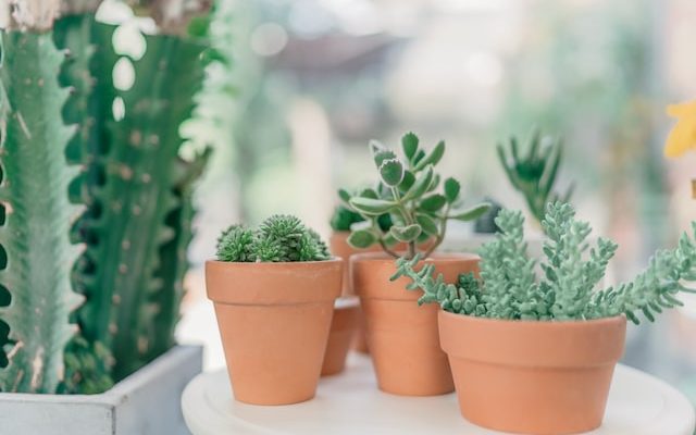 Things to keep in mind before buying pots at wholesale.