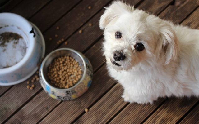 What Are The Benefits of Buying Dog Food Online