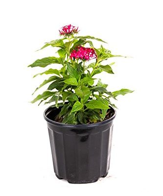 AMERICAN PLANT EXCHANGE Lipstick Penta Live Plant, 6" Pot, Dark Pink Blooms