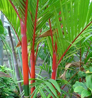 Cyrtostachys Renda | Red Sealing Wax & Lipstick Palm | 5_Seeds