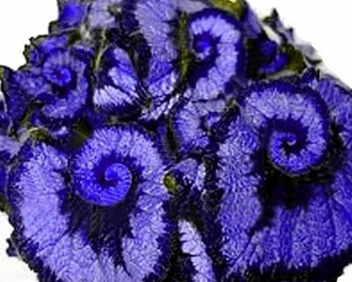 50Pcs Begonia Seeds Blue Purple Coleus Begonia Flower Seeds for Bonsai Balcony Home Garden Decor by QAUZUY Garden