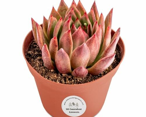 Live Echeveria | Healthy Well Rooted Succulent in a Pot | Hardy Drought Tolerant Plant | for Indoor or Outdoor Decor (Echeveria agavoides 'Lipstick' - 6"" Pot), Variety