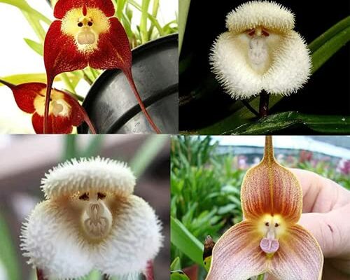 CHUXAY GARDEN Mix Rare Monkey Face Orchid Seed 100 Seeds Exotic Charm Tropical Plants Unique Appearance Adding a Decorative Appeal