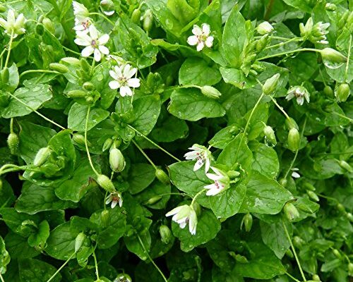 Palm Beach Medicinal Herbs Chickweed Seeds (Stellaria Media) Packet of 100 Seeds